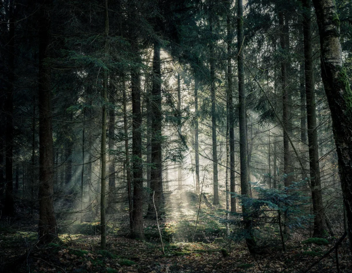 Sun shining through the trees Description automatically generated