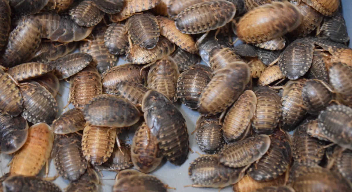 How Dubia Roaches Can Boost Your Pet's Health Urban Splatter