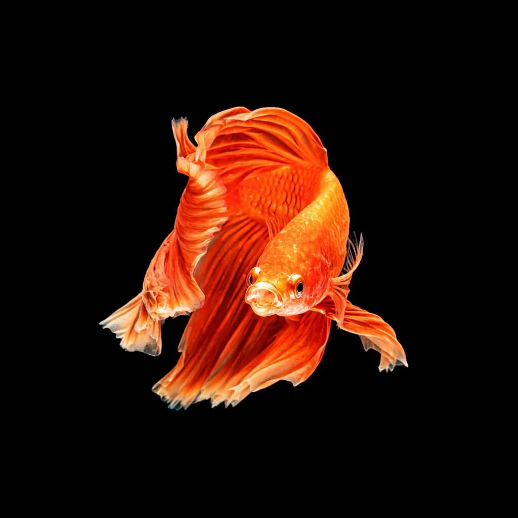 Understanding the Lifespan of Betta Fish: Comprehensive Guide to Their ...